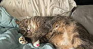 Gus Gus is registered to the contest to win money with this photo: cat, sleeping, bed, pillow, blanket, cozy, indoor, fur, paw, painted_claws, resting, cute, animal, pet, feline, relaxed, soft, domestic, comfort, napping
