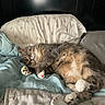 cat, sleeping, bed, pillow, blanket, cozy, indoor, fur, paw, painted_claws, resting, cute, animal, pet, feline, relaxed, soft, domestic, comfort, napping