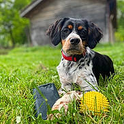 Vanda participe au concours pour gagner de l'argent avec cette photo : animal, canine, chewed_toy, closeup, dog, fur, grass, greenery, nature, outdoor, paw, pet, playful, red_collar, relaxed, shed, spot, summer, toy, yellow_ball