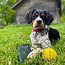 animal, canine, chewed_toy, closeup, dog, fur, grass, greenery, nature, outdoor, paw, pet, playful, red_collar, relaxed, shed, spot, summer, toy, yellow_ball