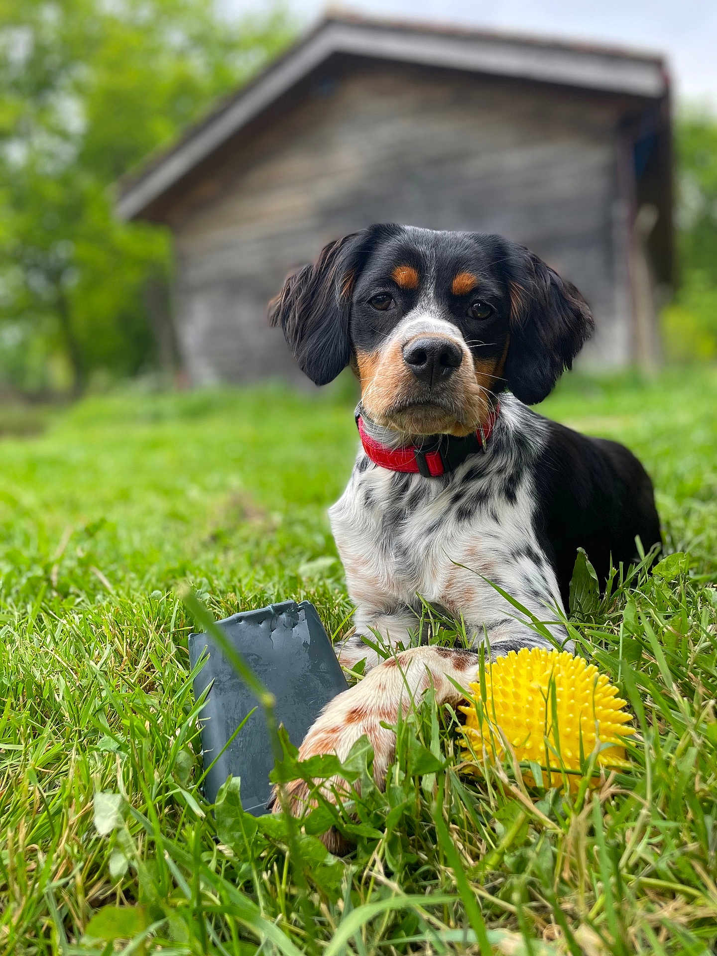 Vanda participe au concours pour gagner de l'argent avec cette photo : animal, canine, chewed_toy, closeup, dog, fur, grass, greenery, nature, outdoor, paw, pet, playful, red_collar, relaxed, shed, spot, summer, toy, yellow_ball