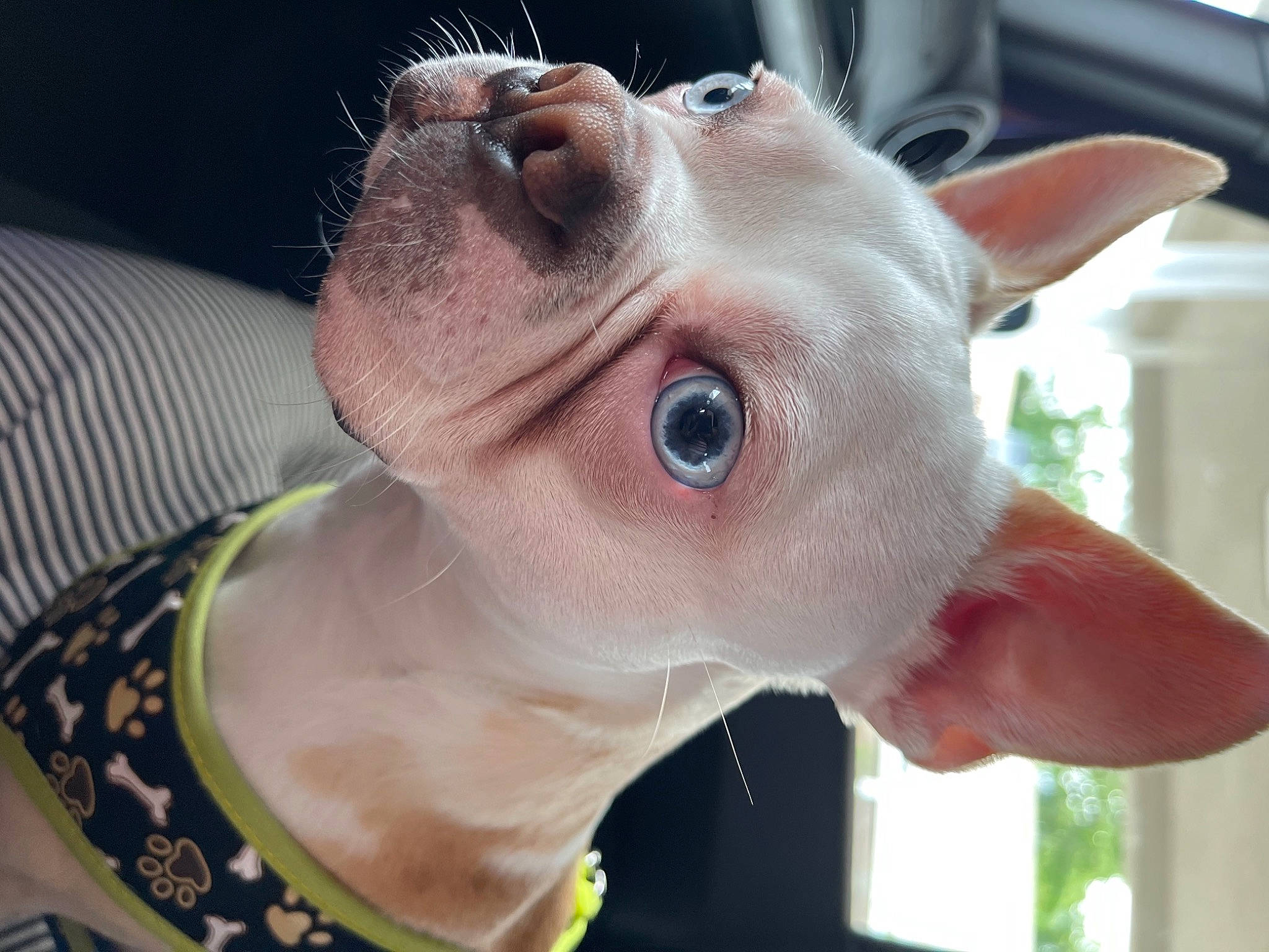 Axl joined the competition — help win amazing prizes! beard, carnivore, dog, dog_breed, ear, eye, eyelash, eyewear, fawn, gesture, glasses, iris, jaw, nose, selfie, snout, sunglasses, whiskers, working_animal, wrinkle
