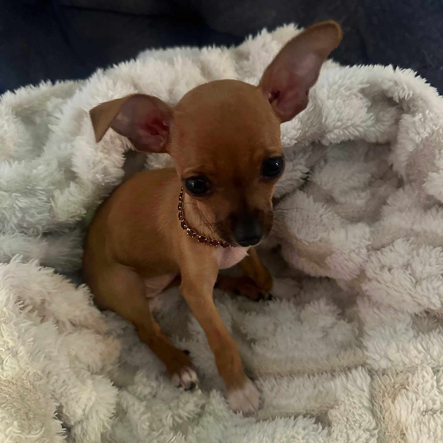 Lani joined the competition — help win amazing prizes! alert, animal, blanket, brown_dog, canine, collar, cozy, cute, dog, domestic_animal, ears, fluffy_blanket, furry, indoor, pet, puppy, sitting, small_dog, soft_texture, young_dog