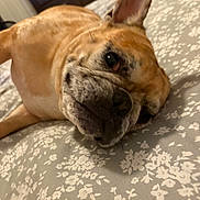 Luca joined the competition — help win amazing prizes! dog, bed, indoor, floral_pattern, resting, cute, pet, canine, sleepy, closeup, animal, furry, domestic_animal, brown, nose, ear, whiskers, face, lying_down, relaxed