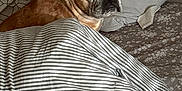 Luca joined the competition — help win amazing prizes! dog, french_bulldog, bed, pillow, blanket, striped, brown, white, blue_eye, brown_eye, pet, indoor, resting, fur, canine, animal, cute, looking, ears, face