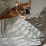 dog, french_bulldog, bed, pillow, blanket, striped, brown, white, blue_eye, brown_eye, pet, indoor, resting, fur, canine, animal, cute, looking, ears, face