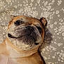 Luca joined the competition — help win amazing prizes! dog, bulldog, pet, lying_down, smiling, face, wrinkles, bedspread, floral_pattern, closeup, animal, cute, domestic_animal, fur, nostrils, ears, whiskers, snout, relaxed, indoor
