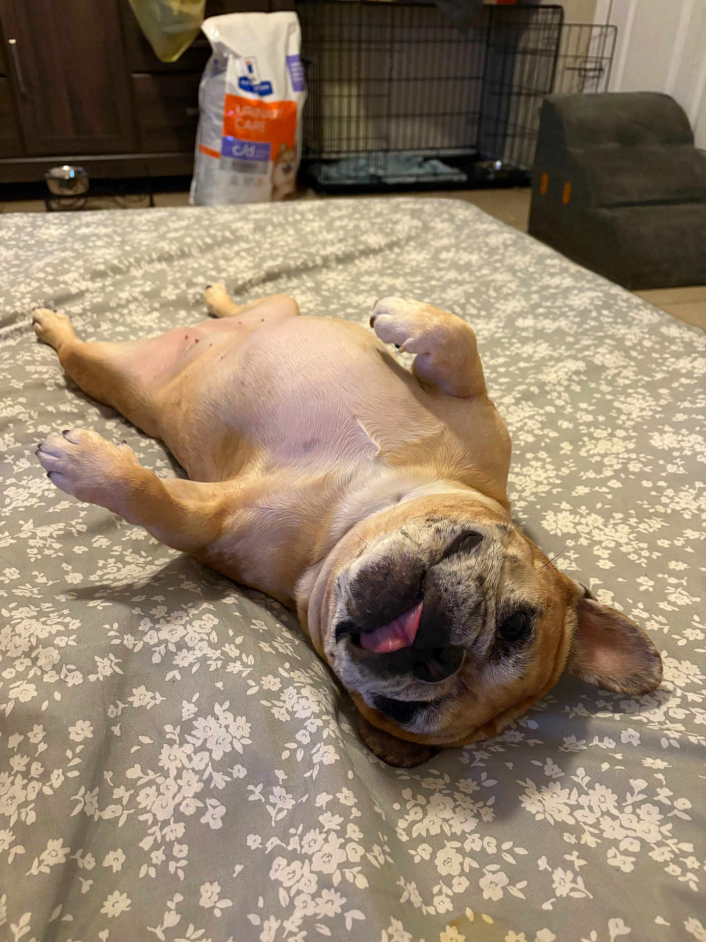 Luca is registered to the contest to win money with this photo: dog, french_bulldog, bed, floral_pattern, tongue_out, pet_food, crate, indoor, resting, playful, canine, cute, animal, bedspread, carpet, furniture, relaxing, pet, room, sleeping_position