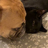 Tucker is registered to the contest to win money with this photo: dog, cat, bedspread, floral_pattern, close_up, tan_dog, black_cat, pet, animal, sniffing, lying_down, indoor, fur, face, curious_eyes, wrinkles, companion, cute, domestic_animal, resting