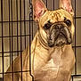 Tucker joined the competition — help win amazing prizes! dog, french_bulldog, pet, cage, crate, indoor, animal, ears, brown, cute, sitting, face, canine, companion, portrait, fence, fur, looking, expression, domestic