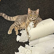 Penny Layne is registered to the contest to win money with this photo: cardboard_tube, carpet, cat, close_up, fur, gray_tabby, household_item, indoor, kitten, lounging, mischief, paper_roll, paper_towel, paw, pet, playful, roll_texture, shredded_paper, whiskers, yellow_eyes