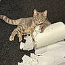 cardboard_tube, carpet, cat, close_up, fur, gray_tabby, household_item, indoor, kitten, lounging, mischief, paper_roll, paper_towel, paw, pet, playful, roll_texture, shredded_paper, whiskers, yellow_eyes
