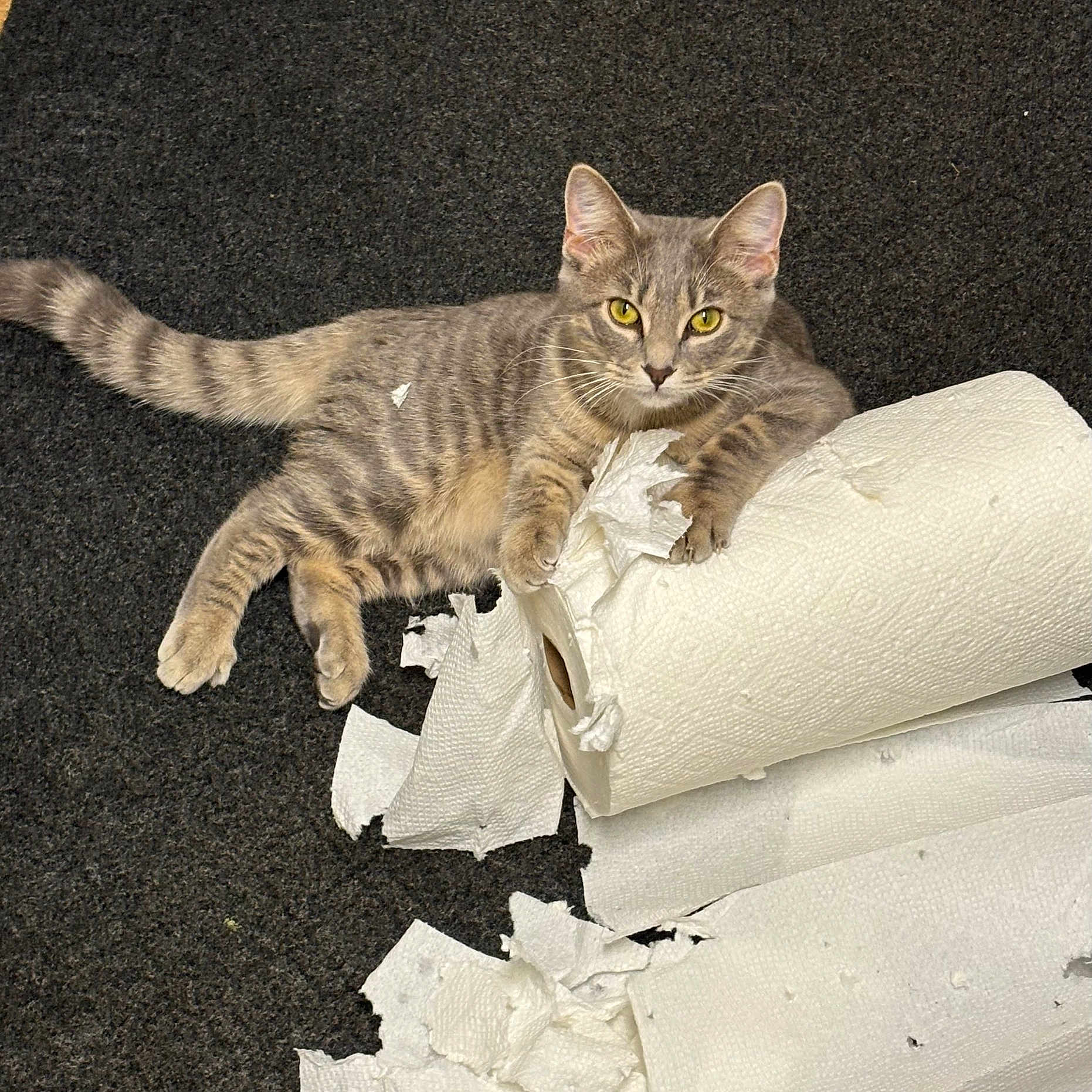 Penny Layne is registered to the contest to win money with this photo: cardboard_tube, carpet, cat, close_up, fur, gray_tabby, household_item, indoor, kitten, lounging, mischief, paper_roll, paper_towel, paw, pet, playful, roll_texture, shredded_paper, whiskers, yellow_eyes