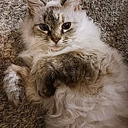Nani is registered to the contest to win money with this photo: cat, fluffy_fur, blue_eyes, carpet, relaxed, indoor, close_up, pet, feline, whiskers, cute, laying_down, soft_texture, domestic_animal, mammal, portrait, cozy, animal, fur_pattern, resting