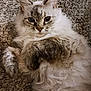 cat, fluffy_fur, blue_eyes, carpet, relaxed, indoor, close_up, pet, feline, whiskers, cute, laying_down, soft_texture, domestic_animal, mammal, portrait, cozy, animal, fur_pattern, resting