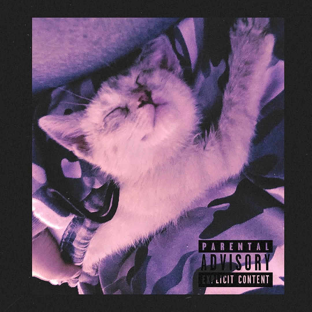 Princess joined the competition — help win amazing prizes! accessories, advertisement, animal, cat, electronics, face, glasses, head, indoors, kitten, lighting, nature, night, outdoors, person, pet, photography, portrait, poster, sleeping