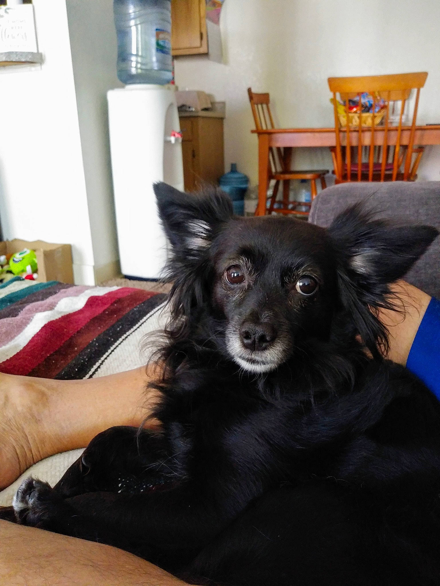 Sunshine is registered to the contest to win money with this photo: canidae, carnivore, chair, comfort, companion_dog, couch, dog, dog_breed, ear, eye, flooring, fur, furniture, room, snout, sporting_group, table, whiskers, working_animal, working_dog