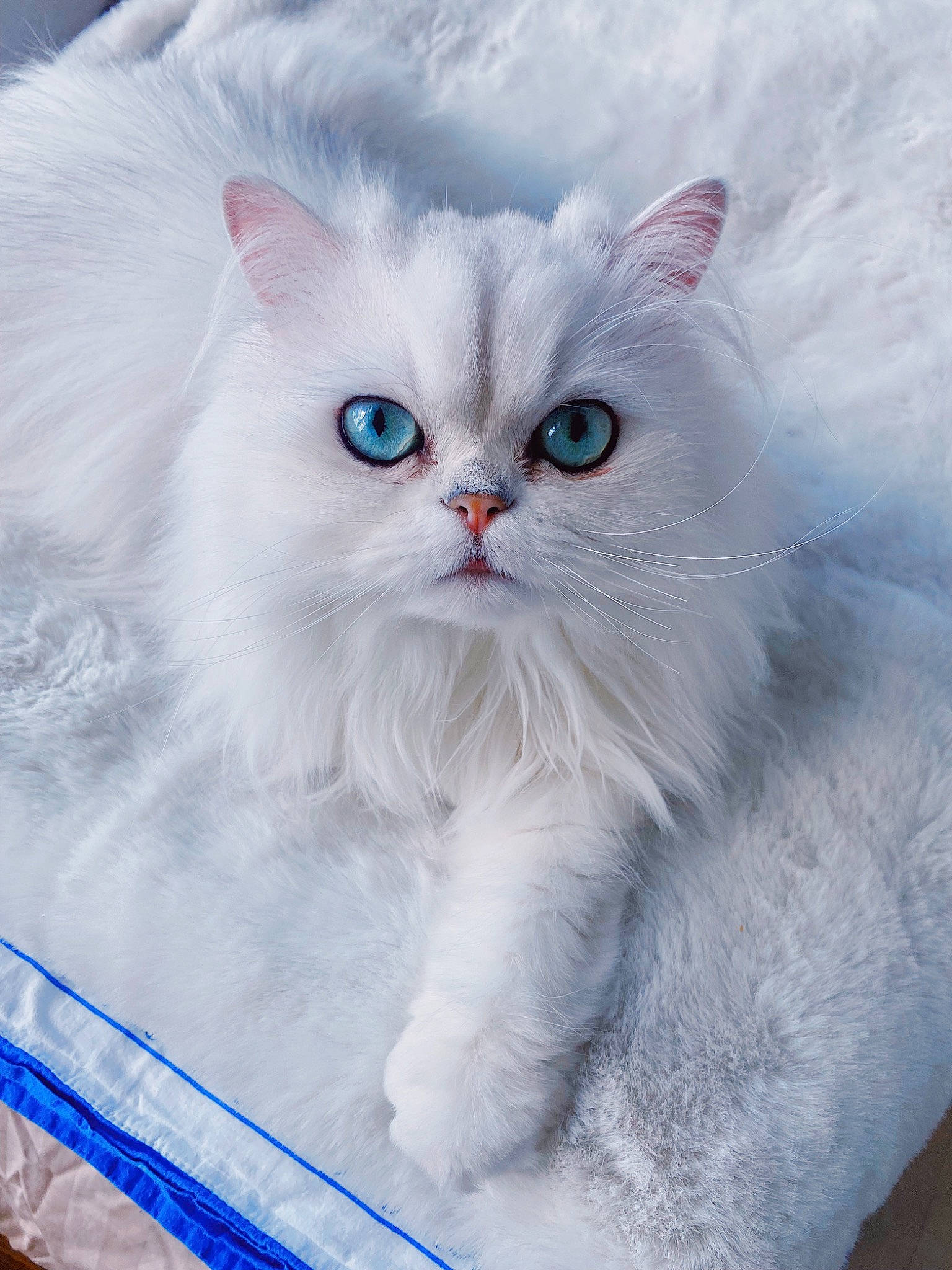 Kali is registered to the contest to win money with this photo: birman, british_longhair, carnivore, cat, electric_blue, felidae, fur, small_to_medium_sized_cats, snout, whiskers