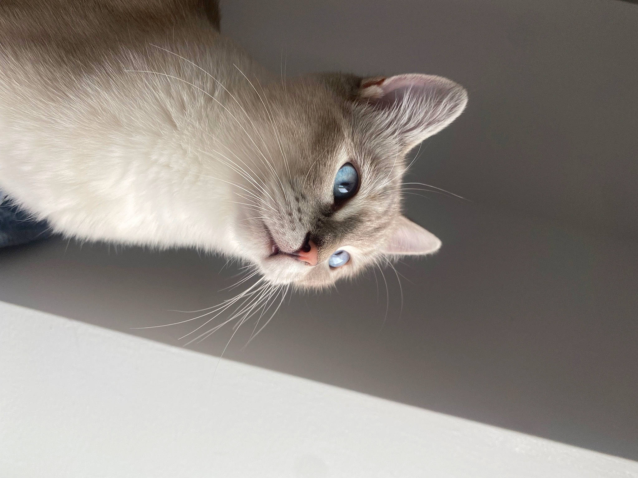 Gin is registered to the contest to win money with this photo: birman, carnivore, cat, domestic_short_haired_cat, eye, felidae, fur, macro_photography, paw, russian_blue, siamese, small_to_medium_sized_cats, snout, tail, terrestrial_animal, thai, whiskers, wildlife