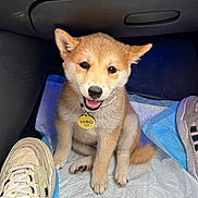 Hiro is registered to the contest to win money with this photo: puppy, dog, shiba_inu, pet, collar, name_tag, sitting, car_interior, floor_pad, shoes, footwear, cute, young_animal, fur, animal_face, looking_up, indoor, light, happy, smiling