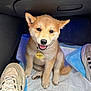 puppy, dog, shiba_inu, pet, collar, name_tag, sitting, car_interior, floor_pad, shoes, footwear, cute, young_animal, fur, animal_face, looking_up, indoor, light, happy, smiling