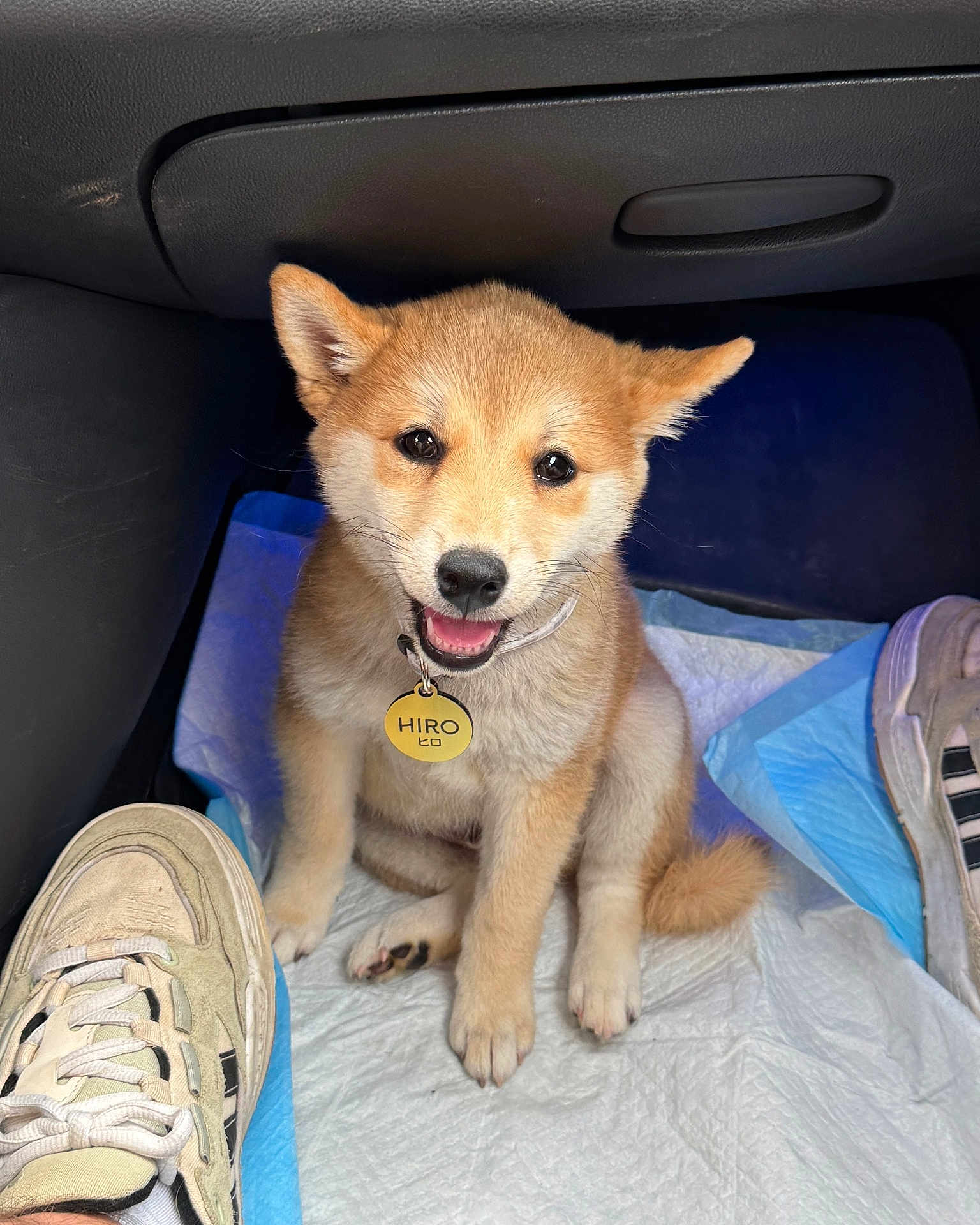 Hiro is registered to the contest to win money with this photo: puppy, dog, shiba_inu, pet, collar, name_tag, sitting, car_interior, floor_pad, shoes, footwear, cute, young_animal, fur, animal_face, looking_up, indoor, light, happy, smiling