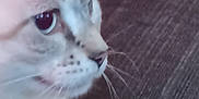 Prada joined the competition — help win amazing prizes! animal, background, cat, close_up, curious, cute, domestic_animal, eye, face, feline, fur, indoor, mammal, pet, portrait, side_profile, soft_light, striped, texture, whiskers