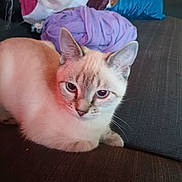 Prada joined the competition — help win amazing prizes! animal, blanket, blue_eyes, cat, close_up, couch, cozy, domestic, ears, feline, fur, home, indoor, pet, pillow, relaxed, resting, soft_light, texture, whiskers