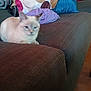 Prada is registered to the contest to win money with this photo: animal, blanket, blur, cat, colorful, comfort, couch, cozy, domestic, fabric, feline, furniture, home, indoor, living_room, pet, pillow, resting, sleepy, soft