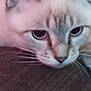 Prada joined the competition — help win amazing prizes! animal, blur, cat, close_up, cute, eyes, face, feline, focus, fur, head, indoor, mammal, nose, pet, portrait, resting, soft_light, texture, whiskers