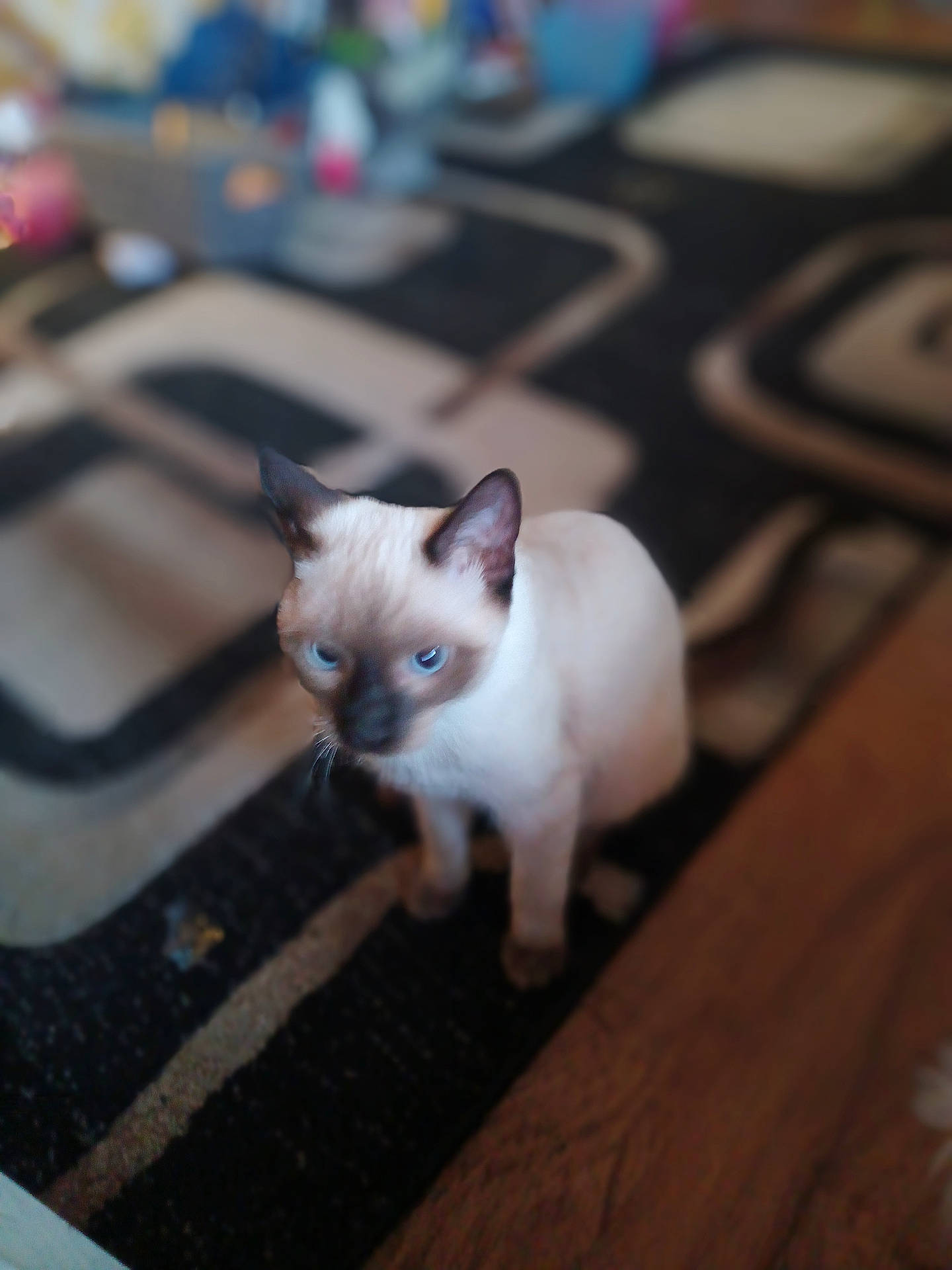 Phoenix joined the competition — help win amazing prizes! animal, black, blue_eyes, blurred, brown, carpet, cat, cute, domestic, ears, feline, floor, fur, indoor, pet, siamese_cat, sitting, whiskers, white, young_cat