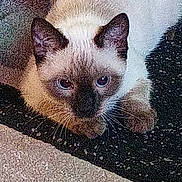 Phoenix joined the competition — help win amazing prizes! cat, siamese, animal, pet, fur, whiskers, ears, eyes, face, close_up, crouching, texture, outdoor, ground, pink_object, background, mammal, cute, small, portrait