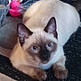 Phoenix is registered to the contest to win money with this photo: siamese_cat, cat, blue_eyes, pet, indoor, animal, fur, whiskers, ears, mat, toy, rubber_duck, floor, curious, lying_down, close_up, cute, domestic_animal, feline, playful