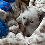 animal, blanket, blue_eyes, cat, comfort, cozy, cute, domestic, fur, fuzzy, indoor, kitten, pet, playful, resting, sleepy, small, soft, toy, young