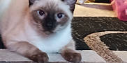 Phoenix is registered to the contest to win money with this photo: cat, siamese, pet, animal, indoor, carpet, blue_eyes, feline, mammal, cute, resting, fur, whiskers, ears, paws, domestic, closeup, household, curious, relaxed