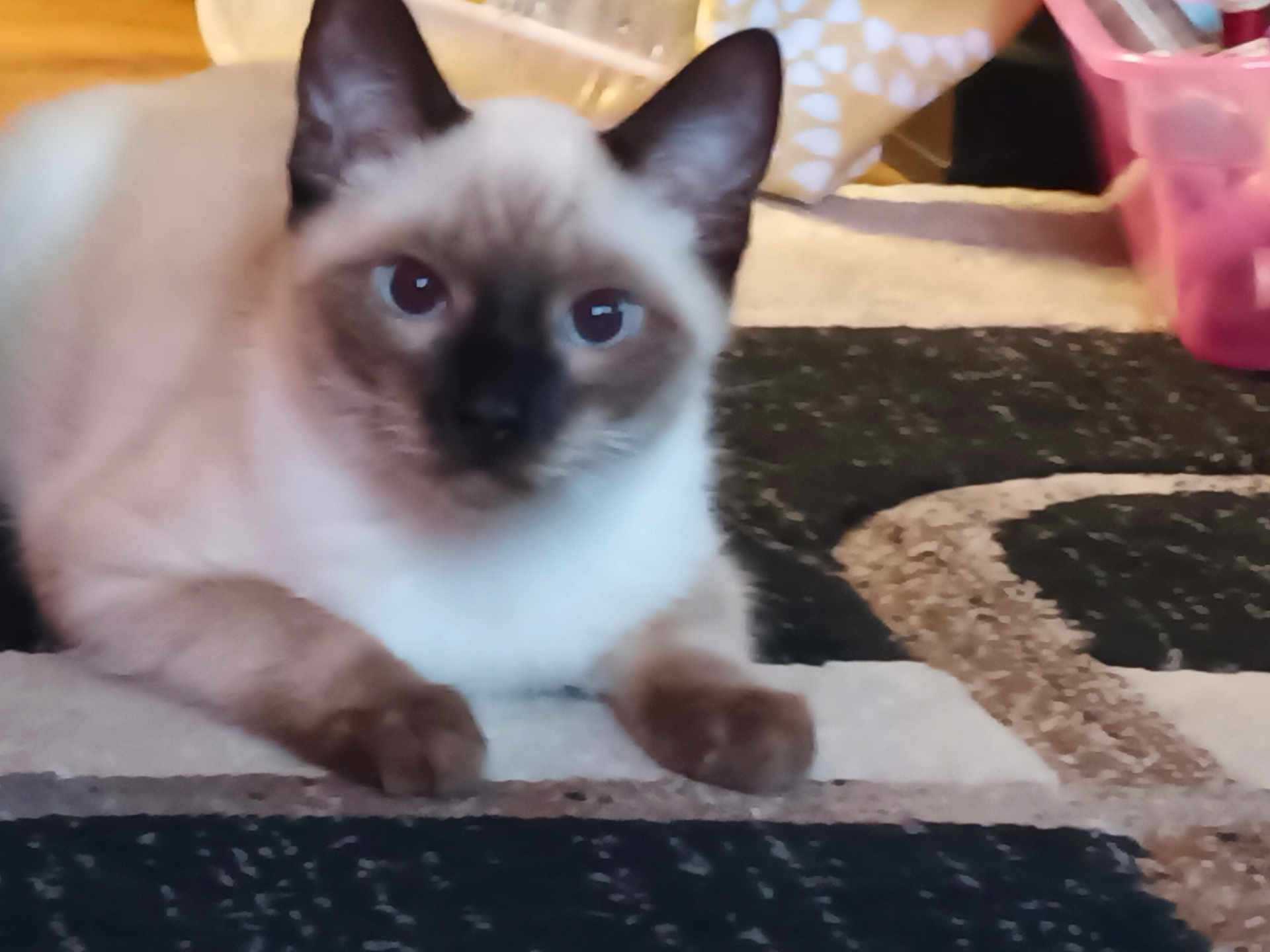 Phoenix is registered to the contest to win money with this photo: cat, siamese, pet, animal, indoor, carpet, blue_eyes, feline, mammal, cute, resting, fur, whiskers, ears, paws, domestic, closeup, household, curious, relaxed