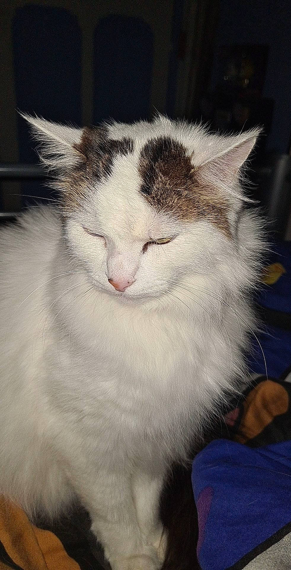 Gamin a rejoint le concours — aidez-le/la à gagner de superbes lots ! art, carnivore, cat, comfort, domestic_short_haired_cat, fang, felidae, fur, nap, nose, paw, photo_caption, sleep, small_to_medium_sized_cats, snout, tail, whiskers, window