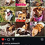 accessories, advertisement, animal, art, beagle, boxer, bulldog, canine, chihuahua, clothing, collage, dog, hound, person, pet, pitbull, poster, puppy, sunglasses, text