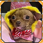 Coco joined the competition — help win amazing prizes! dog, small_dog, chihuahua, hat, bow_tie, costume, tongue_out, wide_eyes, close_up, pet, cute, festive, pink, yellow, red, striped, fur_trim, portrait, indoor, accessory