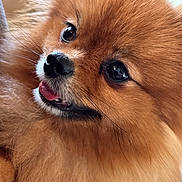 Alma a rejoint le concours — aidez-le/la à gagner de superbes lots ! dog, pomeranian, fluffy, close_up, pet, animal, tongue, fur, cute, face, whiskers, nose, eyes, adorable, domestic_animal, portrait, mammal, small_dog, furry, canine