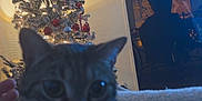 Tao a rejoint le concours — aidez-le/la à gagner de superbes lots ! animal, blurred, cat, christmas_tree, close_up, cozy, curious, decorations, domestic, festive, furniture, holiday, home, indoor, lights, ornaments, pet, red, relaxing, silver