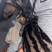 Tao participe au concours pour gagner de l'argent avec cette photo : dog, cat, person, hand, blanket, couch, fur, pet, resting, cozy, indoor, animal, friendship, comfort, tabby_cat, german_shepherd, apparel, furniture, relaxation, closeup