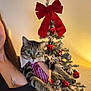 Tao participe au concours pour gagner de l'argent avec cette photo : cat, tabby_cat, person, christmas_tree, christmas_decorations, red_bow, ornaments, indoor, holiday, festive, tie, shirt_collar, holding, celebration, pet, feline, animal, tree, decoration, blur