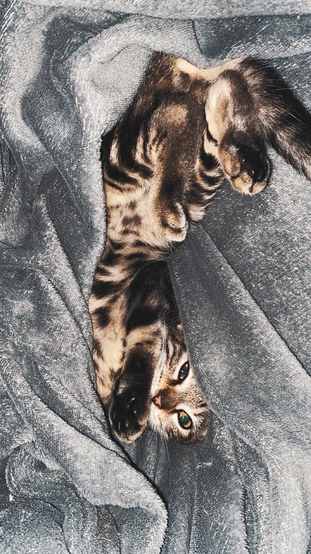 Tao a rejoint le concours — aidez-le/la à gagner de superbes lots ! cat, tabby, blanket, gray, fur, paws, green_eyes, pet, cozy, indoor, animal, cute, relaxed, playful, feline, soft, texture, resting, curious, wrapped