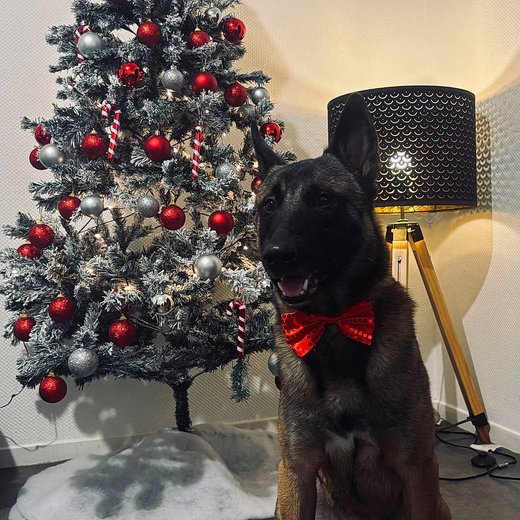 Simba a rejoint le concours — aidez-le/la à gagner de superbes lots ! candy_canes, canine, celebration, christmas_tree, decorations, dog, festive, floor, floor_lamp, holiday, home_decor, indoor, lighting, ornaments, pet, red_bow_tie, shadow, sitting, triangular_tree, wall