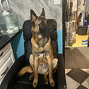 Simba a rejoint le concours — aidez-le/la à gagner de superbes lots ! animal, belgian_malinois, black_chair, calm, chair, container, countertop, curtain, dog, domestic, doorway, ears_up, floor, home, indoor, looking_away, pet, seated, tile_floor, wall