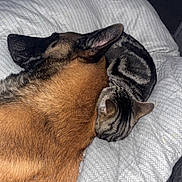 Simba participe au concours pour gagner de l'argent avec cette photo : dog, cat, sleeping, blanket, cozy, resting, pet, fur, indoor, animal, companion, friendship, snuggling, comfort, relaxation, brown_dog, striped_cat, soft_texture, domestic, cute