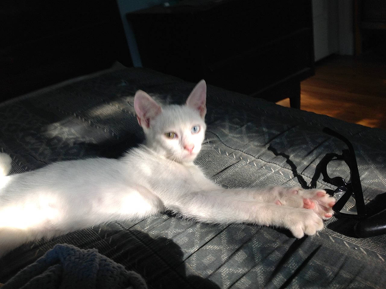 Proud Boy joined the competition — help win amazing prizes! carnivore, cat, claw, comfort, darkness, domestic_short_haired_cat, eye, fawn, felidae, foot, fur, head, nap, paw, sitting, small_to_medium_sized_cats, snout, tail, vehicle_registration_plate, whiskers