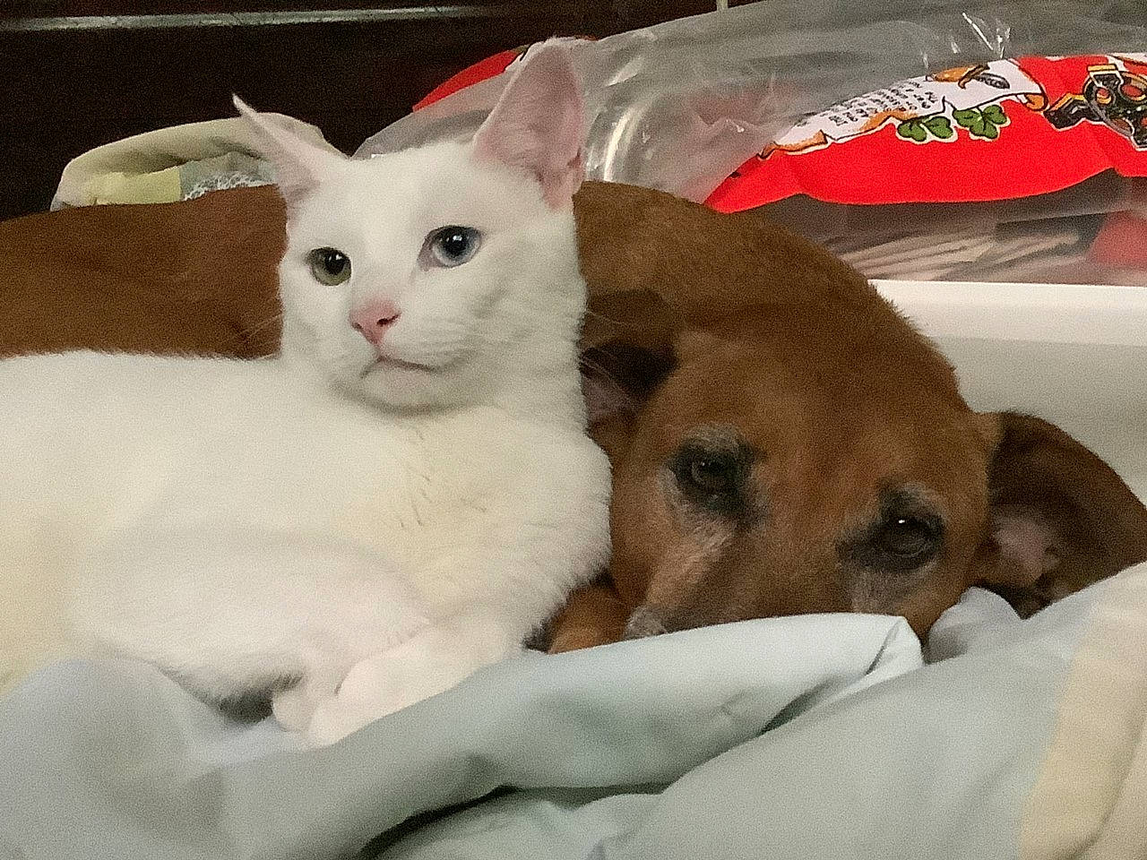 Proud Boy joined the competition — help win amazing prizes! carnivore, cat, cat_supply, comfort, companion_dog, domestic_short_haired_cat, fawn, felidae, fur, linens, nap, paw, pet_supply, small_to_medium_sized_cats, snout, tail, whiskers