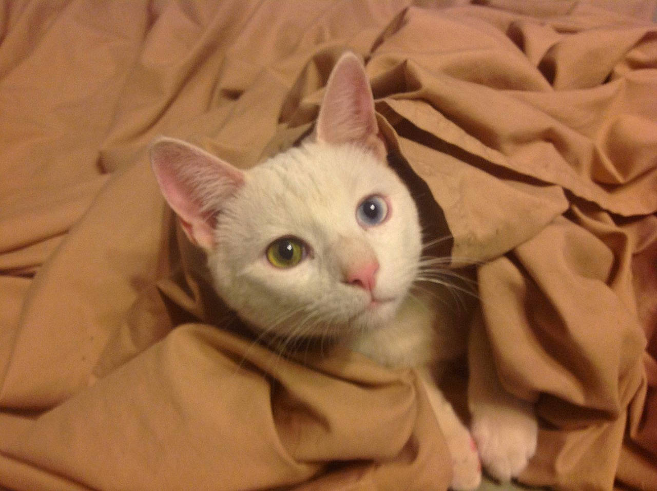 Proud Boy joined the competition — help win amazing prizes! carnivore, cat, comfort, domestic_short_haired_cat, ear, fawn, felidae, fur, paw, small_to_medium_sized_cats, snout, tail, terrestrial_animal, whiskers